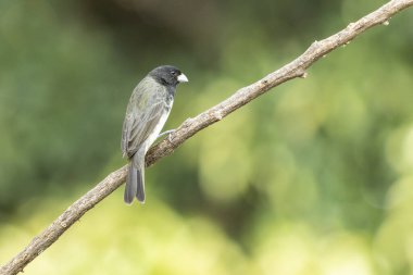 A Dubois's Seedeater also know as Papa-capim perched on the branch. Species Sporophila ardesiaca. Birdwatcher. Bird lover. Birding.