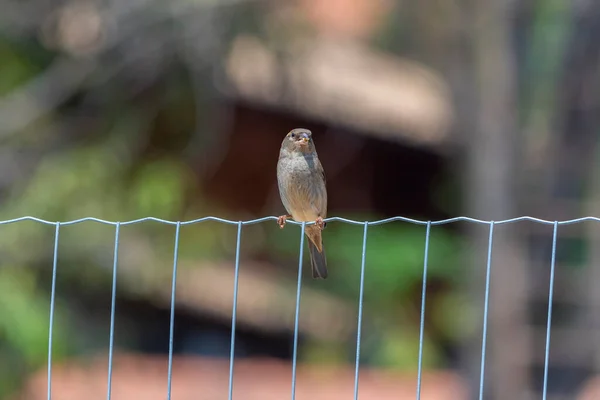 Pardal Também Conhecido Como Sparrow Gorrion Empoleirado Uma Cerca Arame — Fotografia de Stock