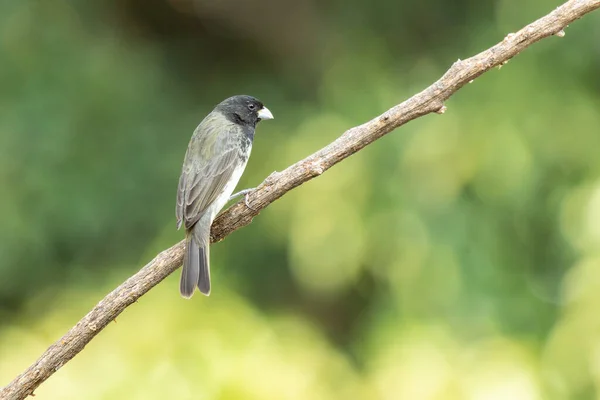 Dubois Seedeater Also Know Papa Capim Perched Branch Species Sporophila — Stockfoto