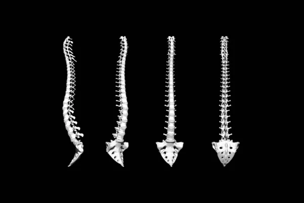 Renderizado Columna Vertebral Sacro Diferentes Posiciones —  Fotos de Stock