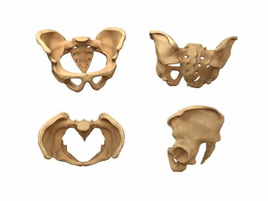 İnsan leğen kemiğinin 3 boyutlu canlandırması