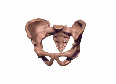 İnsan leğen kemiğinin 3 boyutlu canlandırması