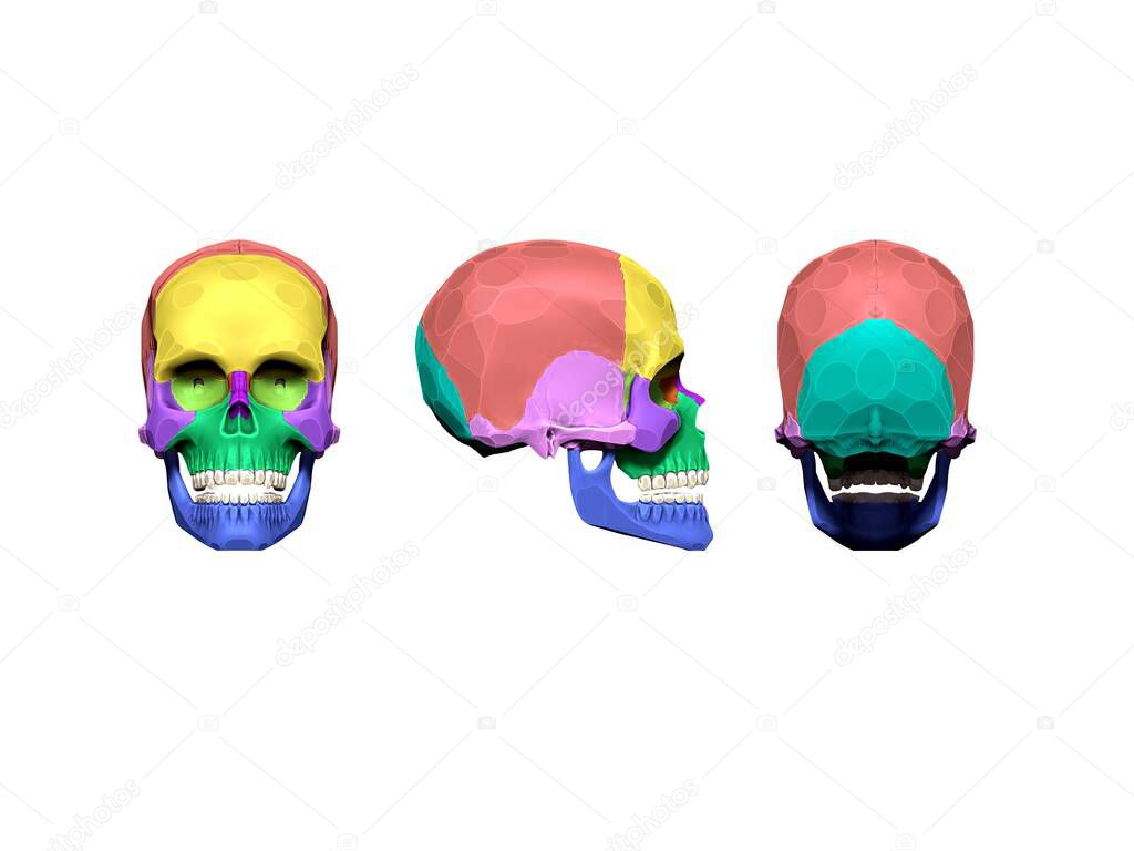 3D render of the skull structure. anatomy