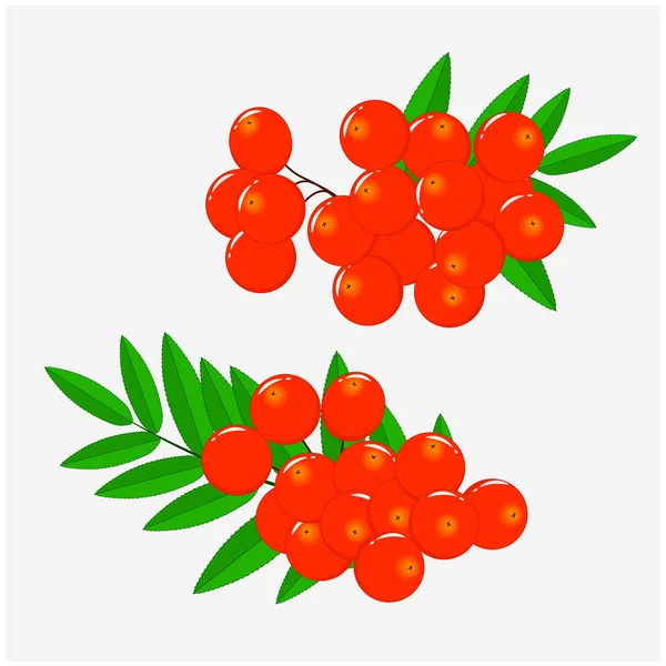 Conjunto Galhos Com Bagas Vermelhas Rowan Folhas Verdes Ilustração Vetorial — Vetor de Stock