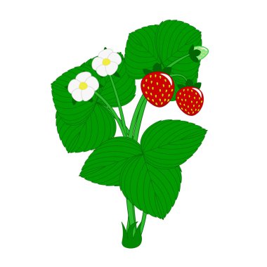 çilek çalı çiçek ve meyveleri