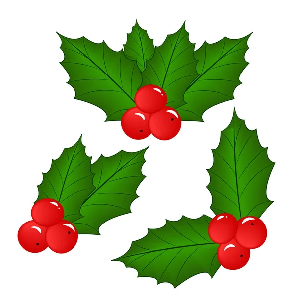 Holly s bobulemi. Vánoční design — Stockový vektor