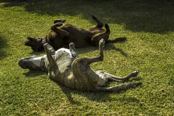 Senkronize köpekler yuvarlanıyor ve çimlerde sırtlarını kaşıyorlar.