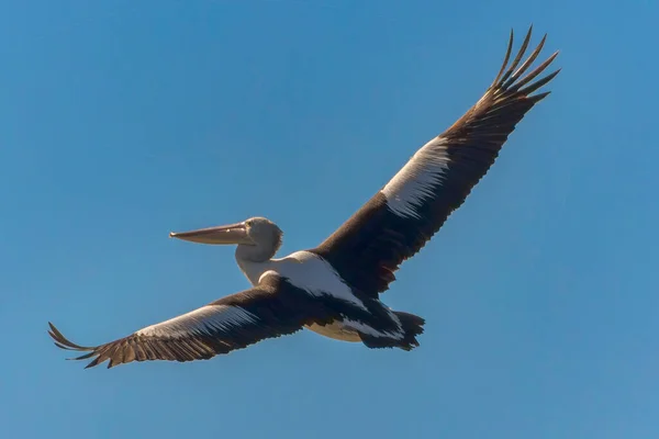 Fliegender Pelikan Mit Flügelspannweiten — Stockfoto