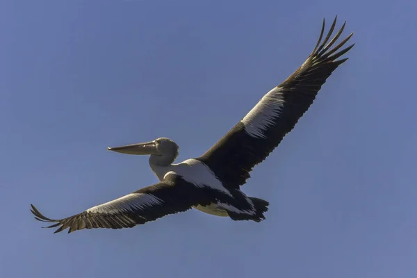 Fliegender Pelikan Mit Flügelspannweiten — Stockfoto