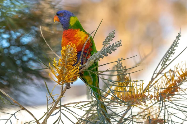 Bir Grevillea Bitkisi Üzerine Lorikeet