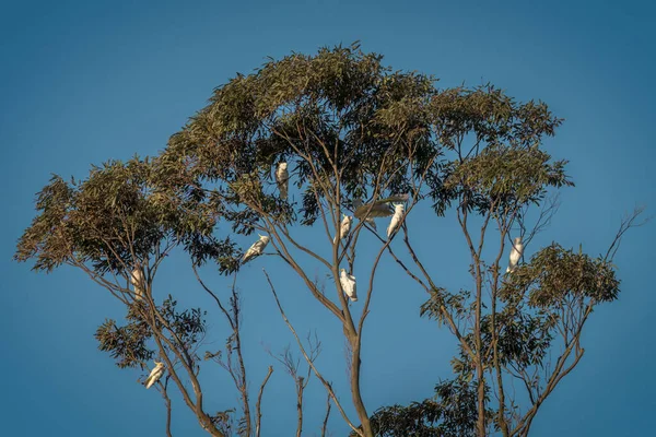 A Crackle of Cockatoos on a Gum Tree in suburb in Australia why we should save our trees