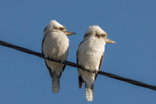 Australian Kookaburras on a Power Line both facing the same way