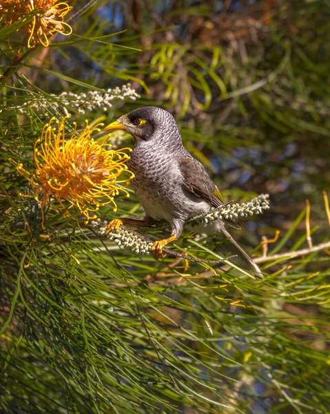 Australian Noisy Miner feeding on a Orange Grevillea