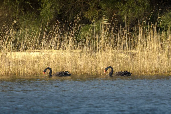 Zwei Schwarze Schwäne Wateten Der Lagune — Stockfoto