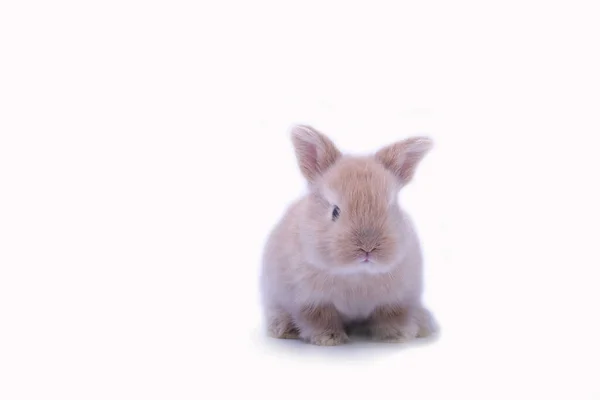 Bambino Rosso Coniglio Coniglio Ritratto Guardando Frontwise Sfondo Bianco — Foto Stock