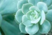 Картина, постер, плакат, фотообои "close up of echeveria lindsayana blue in pastel tone, the plant in type of cactus with beautiful flower shape.", артикул 530593196