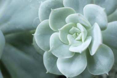 Echeveria Lindsayana Mavisi 'nin kapısına pastel tonuyla, kaktüs türünde güzel çiçek şekilli bir bitki..