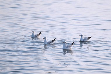 Aynı şekilde suda yüzen bir grup martı, soyut doğa manzarası..