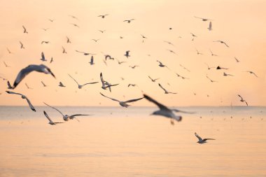 Gün batımında gökyüzünün her yerinde odaklanmış martılardan gökyüzü ve deniz güneşten gelen turuncu ışıkla ölüyordu..
