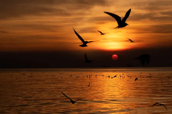 Silhouette Seagull Sky Ocean Orange Light Reflection Water Sky Dye — Stock Photo, Image