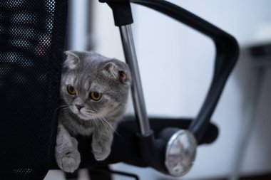 Büyük sarı gözlü, İskoç gri bir kedi sandalyede oturuyor ve ciddi duygularla başka yere bakıyor..