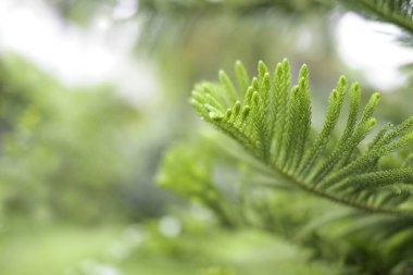 Bokeh arkaplan ve kopyalama alanı olan kapalı yeşil çam yaprağı.