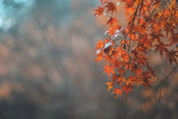 Vintage Tone Maple Leaf Orange Color Autumn Folliage Season Japan — Stock Photo, Image