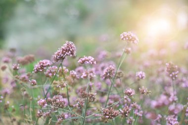 Bulanık yeşil ve bokeh ile mor verbina çiçek, yeşil ve beyaz bokeh arka plan ile çayırda mor çiçek.