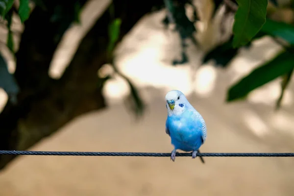 Portret Pięknej Niebieskiej Papugi Shell Stojącej Linie Zamazanym Dużym Bokeh — Zdjęcie stockowe