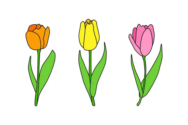 Hermosas Flores Tulipán Primavera Dibujadas Mano Aisladas Sobre Fondo Blanco — Archivo Imágenes Vectoriales