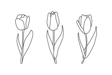Beyaz arka planda izole edilmiş güzel el çizimi bahar lale çiçekleri. Mevsimlik çiçek çizimi. Siyah çizgili siluetler.