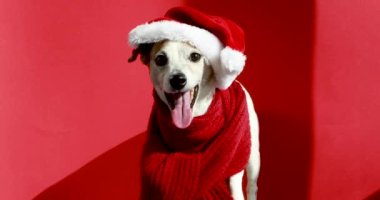 Noel Baba şapkalı şirin Jack Russell Terrier kameranın kırmızı arka planına bakıyor.