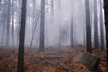Sonbaharda yanan orman, ön planda taşla