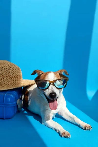 Dog in sunglasses lies with suitcase isolated — Fotografia de Stock