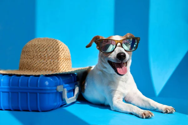 Pet em óculos de sol encontra-se com mala isolada Imagens Royalty-Free