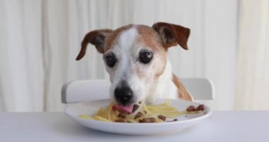 Ev yapımı makarna tezgahını çalmaya çalışan sevimli köpek.