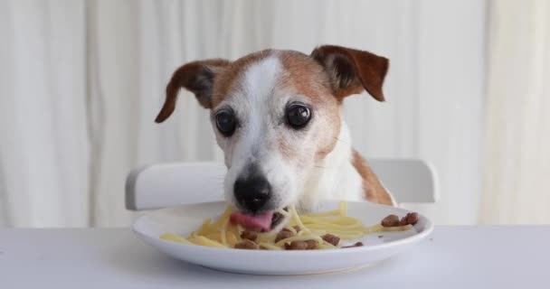 Lindo perro tratando de robar pasta casera encimera de la cocina — Vídeo de stock