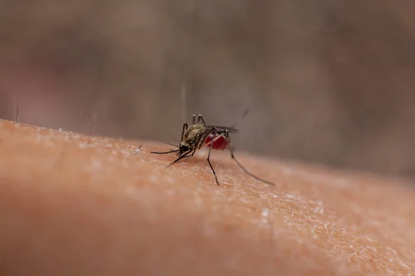 mosquito bites through the skin and drinks the blood close-up