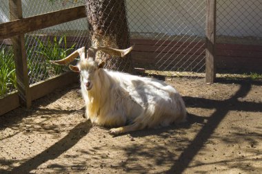 Rezervasyon Ulusal Parkı 'ndaki Markhor Askania Nova, Ukrayna