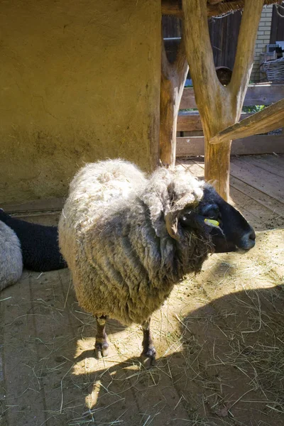 Erwachsene Schafe Auf Einer Koppel Einem Ukrainischen Dorf — Stockfoto
