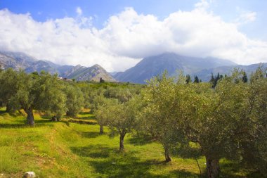 Karadağ 'ın Bar kentinde eski zeytinlikler