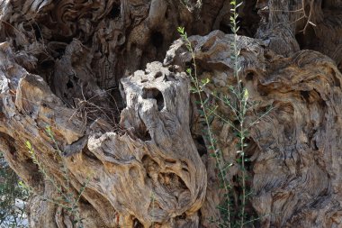 Eski zeytin ağacıyla arka plan 