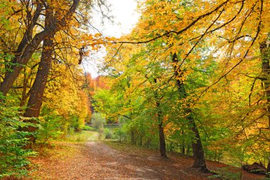 sonbahar güneşli bir gün ormanda