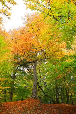 sonbahar güneşli bir gün ormanda