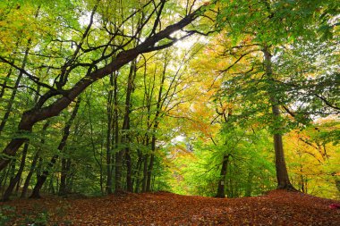 sonbahar güneşli bir gün ormanda