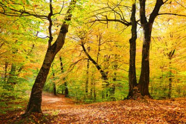 sonbahar güneşli bir gün ormanda