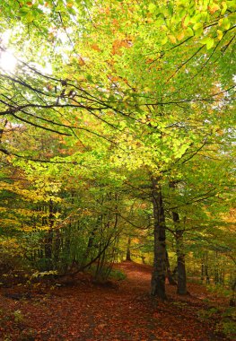 sonbahar güneşli bir gün ormanda