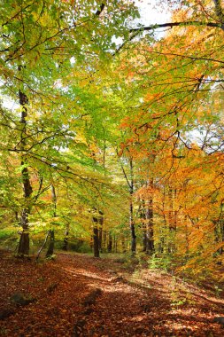 sonbahar güneşli bir gün ormanda