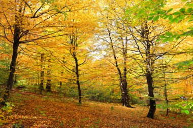 sonbahar güneşli bir gün ormanda