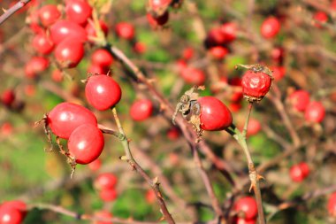 Gül kalça bir dala yakın çekim